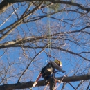 A&T Tree - Arborists