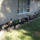 SBW Landscaping co
