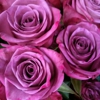 Purple Rose Florist gallery