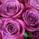 Purple Rose Florist