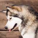 Sawtooth Alaskan Malamutes - Pet Services