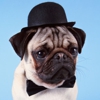 Absolutely Dapper Mobile Dog Grooming gallery