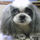 Paws-Atively Purr-Fect Grooming - Pet Grooming