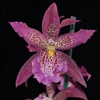 Island Orchids gallery