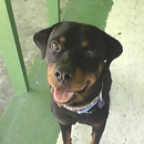 All Breed Pet Grooming - Pet Grooming