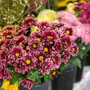Flower Barn Of Hillsborough - Florists