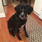 My Three Dogs - Summerville