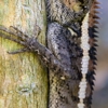 Livestock Wildlife Removal gallery