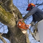 Trembling Trees Tree Service