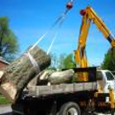 Woodland Tree Care - Stump Removal & Grinding