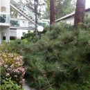Greenbrier Lawn and Tree - Tree Service