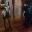 My Buddy Boarding Inn - Pet Boarding & Kennels