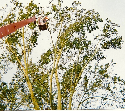 Five Star Tree Service - Fort Worth, TX