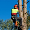 Triple Tree Service gallery