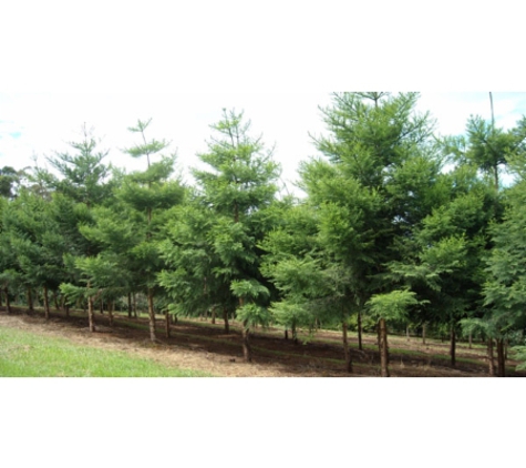 Steve Daley Tree Services - Swanhaven, NSW