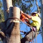 Nosak Tree Service