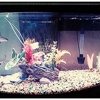 Fin-Tastic Fish & Pets gallery