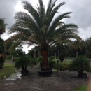 Treaure Coast Turf & Trees Inc - Nurseries-Plants & Trees