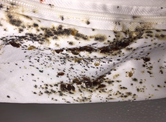 Bugged Out Pest Management - Brooklyn, NY