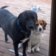 Dunnellon Animal Hospital