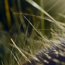 General Pest Control - Pest Control Equipment & Supplies