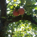 Johnson's Orchard - Historical Places