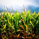 Green Acres Popcorn - Farms