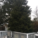 Kiel's Tree Care - Tree Service