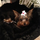 Pet Luv - Veterinarians