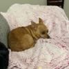 Perfect Pet Cuts gallery
