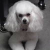 CLASSI K-9 CLIPS gallery