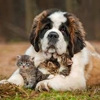 Veterinary Medical Clinic gallery