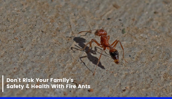 TC's Pest & Termite Management. Don’t Risk Your Family’s Safety & Health With Fire Ants
