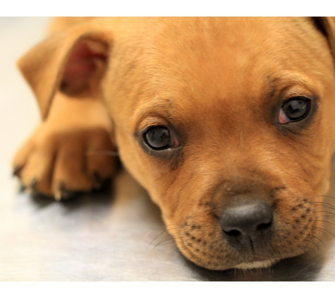 Taree Veterinary Hospital - Taree, NSW