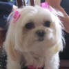 Pet Lovers Resort Hotel & Spa gallery