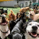 Brooklyn Pawffice - Pet Boarding & Kennels