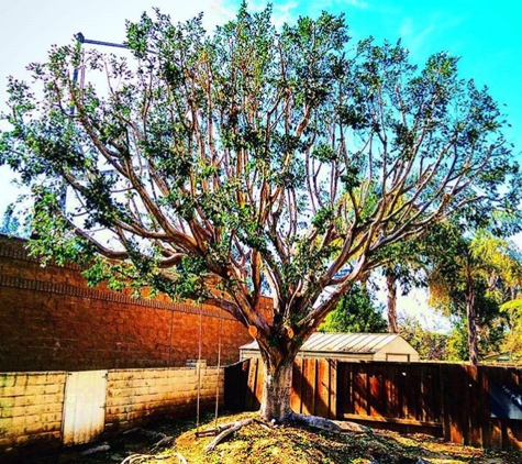 Top Notch Tree Care, Inc. - Escondido, CA