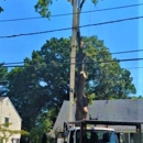 Tree & Land Masters, LLC - Tree Service