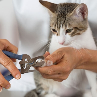 Bald Hills Veterinary Surgery - Bald Hills, QLD
