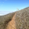 Mount Tamalpais State Park Calif. State Of gallery