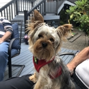 Biscuits - Pet Grooming