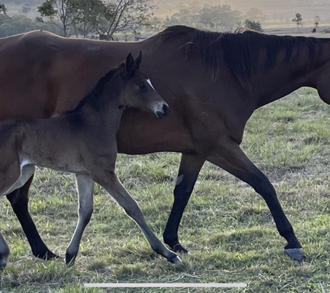 Acacia Veterinary Surgery - Yeppoon, QLD