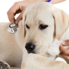 Affordable Veterinary Service
