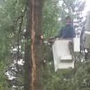 Tri County Tree Service - Tree Service