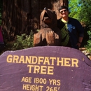 Grand Father Tree - Historical Places