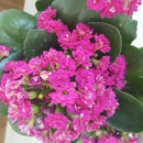 Amour Florist & Bridal - Florists