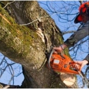 D&E Tree Services - Tree Service