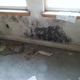 Mold No More, LLC