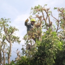 Master Tree Service, Inc. - Tree Service