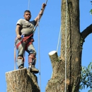 Perez Tree & Landscaping Service - Tree Service